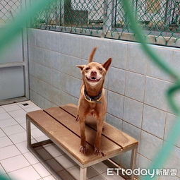 七年守望成空，被棄收容所的大白犬阿喜 那份令人心疼的‘愚忠’