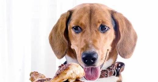 五年相伴，方悟真諦 讓愛犬更健康的科學(xué)養(yǎng)狗法則