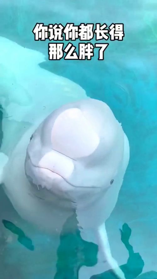 當(dāng)寵物也有小脾氣 從“大白鯨吐口水”看另類寵物養(yǎng)護