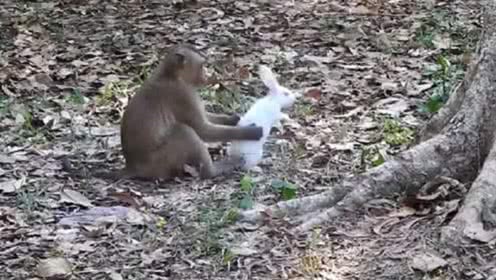 寵物大白的個人頻道 從萌寵日常到科學(xué)養(yǎng)護的全方位指南