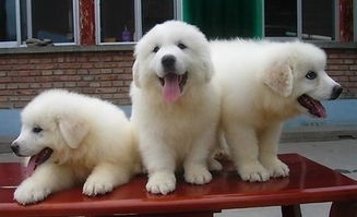 南京專業犬舍實體店 健康大白熊幼犬，質保三月贈用品簽協議