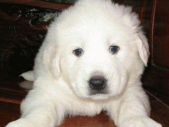 尋覓溫暖陪伴 武漢純種大白熊犬寶寶，健康有保障